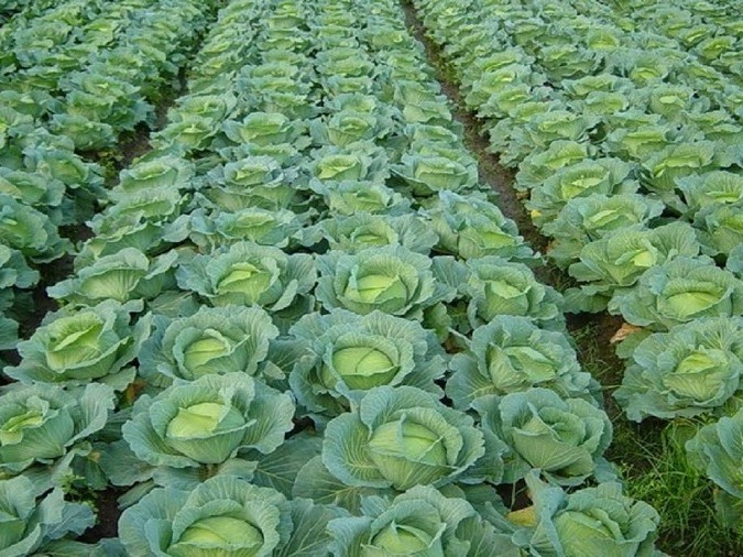 खेती गरे वर्षदिनमै नाफा आउँछ, चुनावले आउँदैन